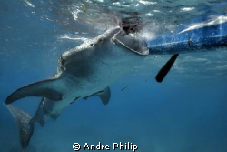 a hungry whaleshark on the surface by Andre Philip 